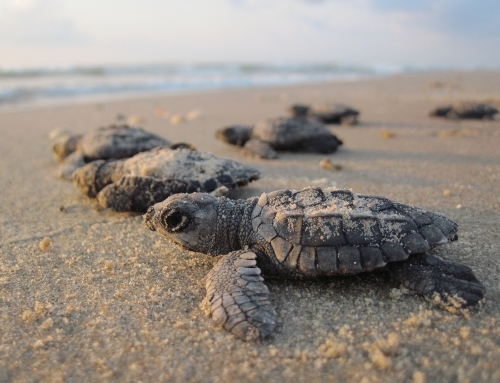 Sea Turtles in Crete